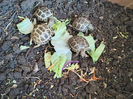 3 months old baby tortoise