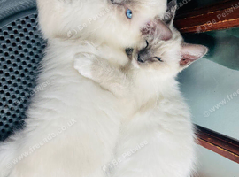 Ragdoll kittens