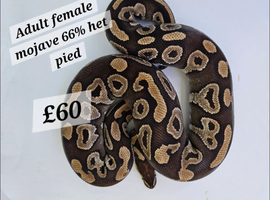 Female mojave 66% het pied. Proven breeder.