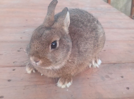 Netherlands dwarf baby boy