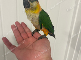 Hand Reared Baby Black Headed Caiques