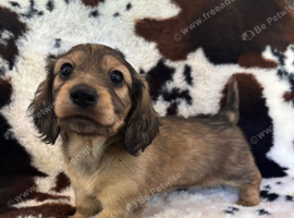 KC Cream mini dachshunds