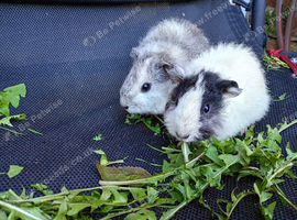 Adorable pair of baby boys