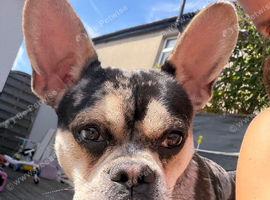 Frenchie cross
