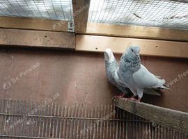 Pair of high fly for sale