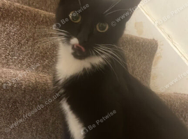 Tuxedo cat female