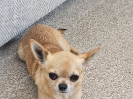 Chihuahua