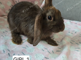 New zealand x Mini Lop bunnies