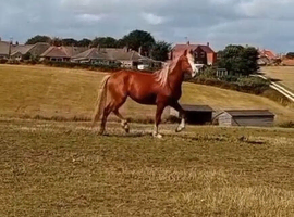 Stunning warmblood x section d