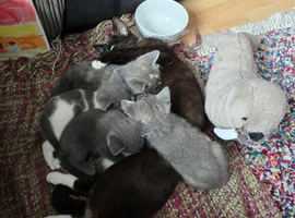 Beautiful grey mix kittens