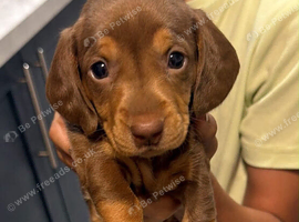 Dachshund