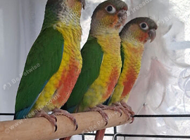 Beautiful & Intelligent 4-Month-Old Yellow-Sided Green-Cheeked Conures - Fully Weaned & Very Friendly.
