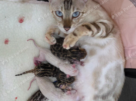 Exquisite Pedigree Bengal Kittens