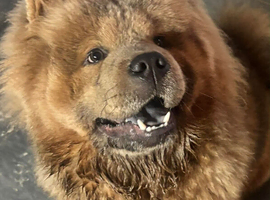 7 month old male chow chow