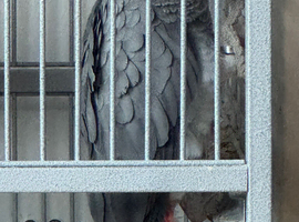 African Grey