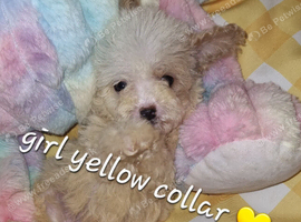 Cavapoochon