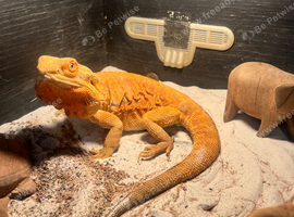 Red leatherback Bearded dragon