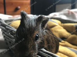5 month old guinea pig
