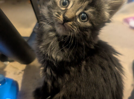 3 kittens ready to go
