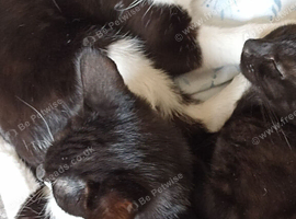 Kittens 15 weeks old