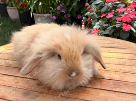3 Beautiful Lionhead/Angora Bunnies &ndash; Ready for Their Forever Home