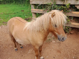 Miniature Shetland