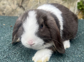 Mini lops ready now