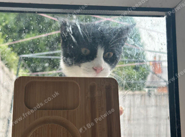 Six month old kitten