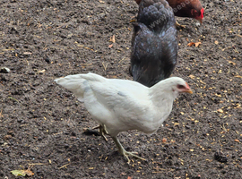 Hybrid Hens for Sale