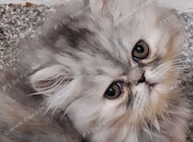 Stunning pure bred persian kittens bridgwater