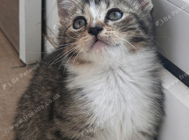Kittens ready for forever home