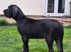 Kc reg, ready this week...fully vaccinated