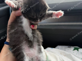 Male Maine coon kitten