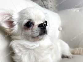 KC quality chihuahua puppies LC Show line