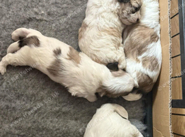 Fabulous: shihchon puppies for sale