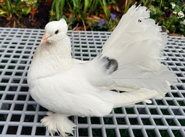King Pigeons & Indian Fantails