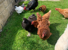 Pure bred laying chickens for sale