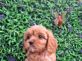 Cavapoo F1B ready now 3 boys