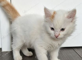 Kitten Available