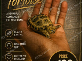 I am selling this adorible horsefeild tortoise