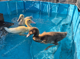 3 Mixed breed ducklings