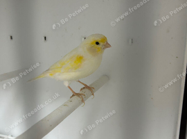 Yellow dimorphic hen & cock