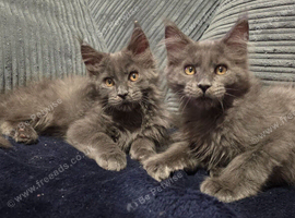 Maine coon kittens