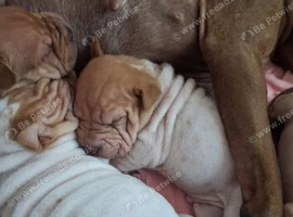 Frenchy pei