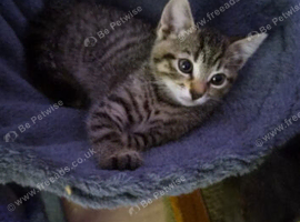 Beautiful female kitten for sell