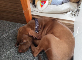 Rhodesian Ridgeback Puppy