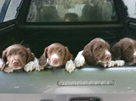 Springer pups