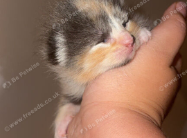 Kittens