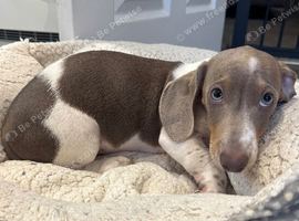 NOW REDUCED - LAST BOY - Miniature dachshund puppies for sale - READY TO LEAVE NOW