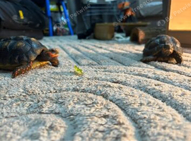X2 red footed tortoises with tortoise hut